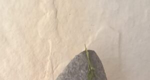 ಬೆಳಗುಂಬ ಗ್ರಾಮದಲ್ಲಿ ಬೃಹತ್ ಶಿಲಾಯುಗದ ನಿಲುವುಗಲ್ಲು ಪತ್ತೆ