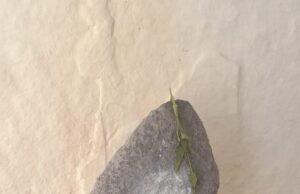 ಬೆಳಗುಂಬ ಗ್ರಾಮದಲ್ಲಿ ಬೃಹತ್ ಶಿಲಾಯುಗದ ನಿಲುವುಗಲ್ಲು ಪತ್ತೆ